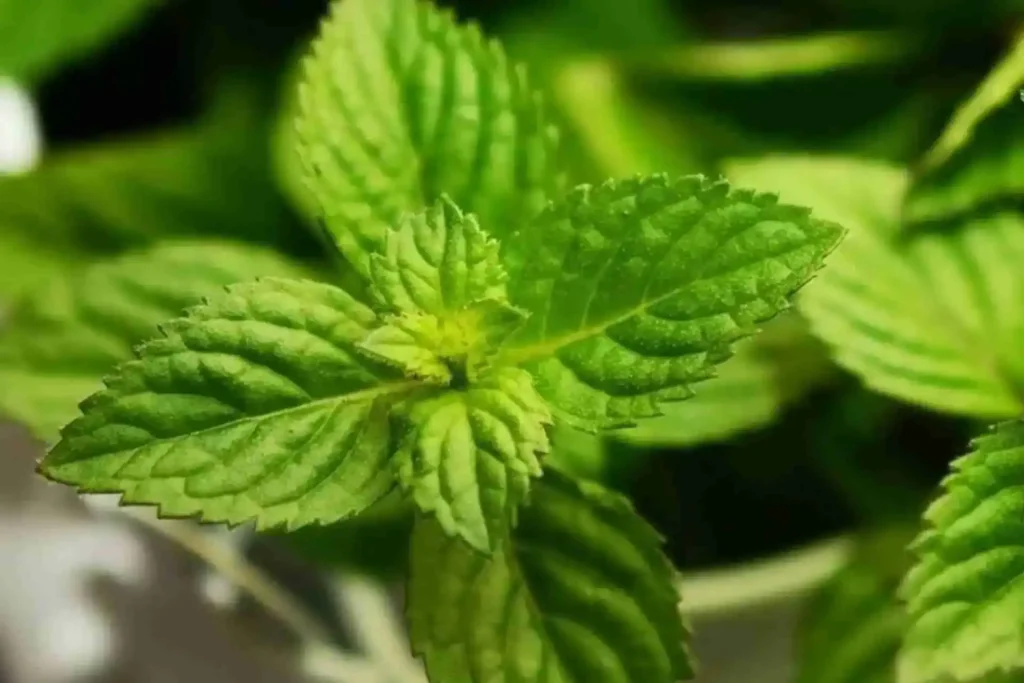 Come conservare la menta nel frigorifero, nel freezer e sott’olio Come conservare la menta