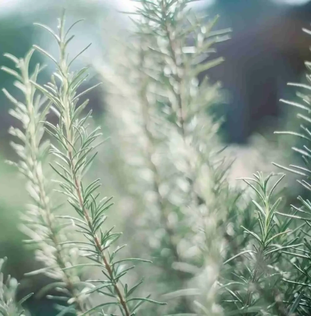 Come conservare il rosmarino in frigorifero, nel freezer e preparando l’olio di rosmarino Come conservare il rosmarino