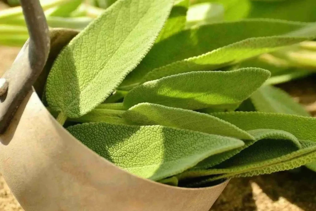Come conservare la salvia Come conservare la salvia