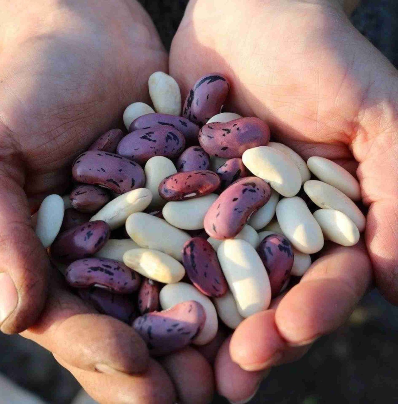 Come conservare i fagioli secchi Come conservare i fagioli secchi