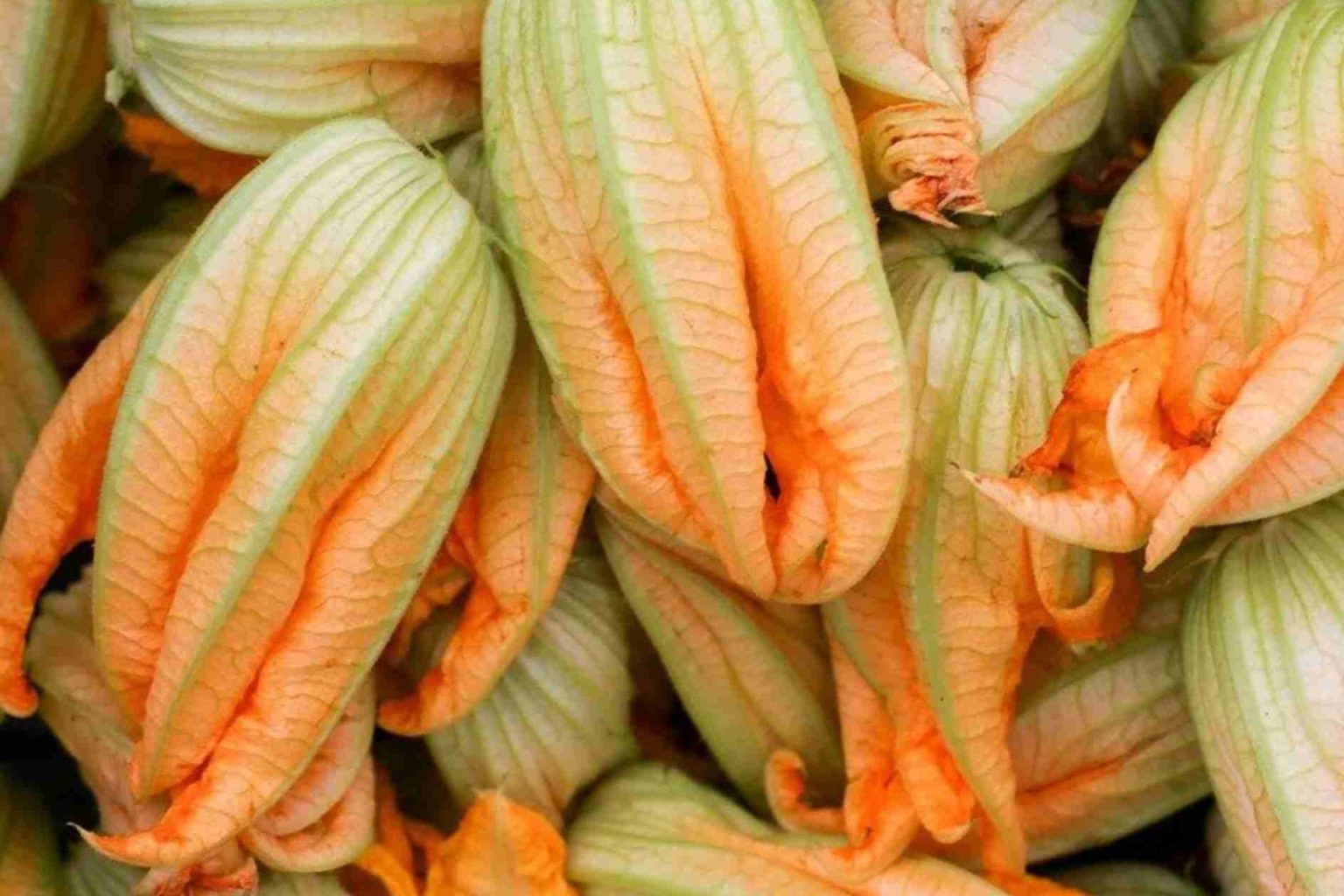Come conservare i fiori di zucchina Come conservare i fiori di zucchina