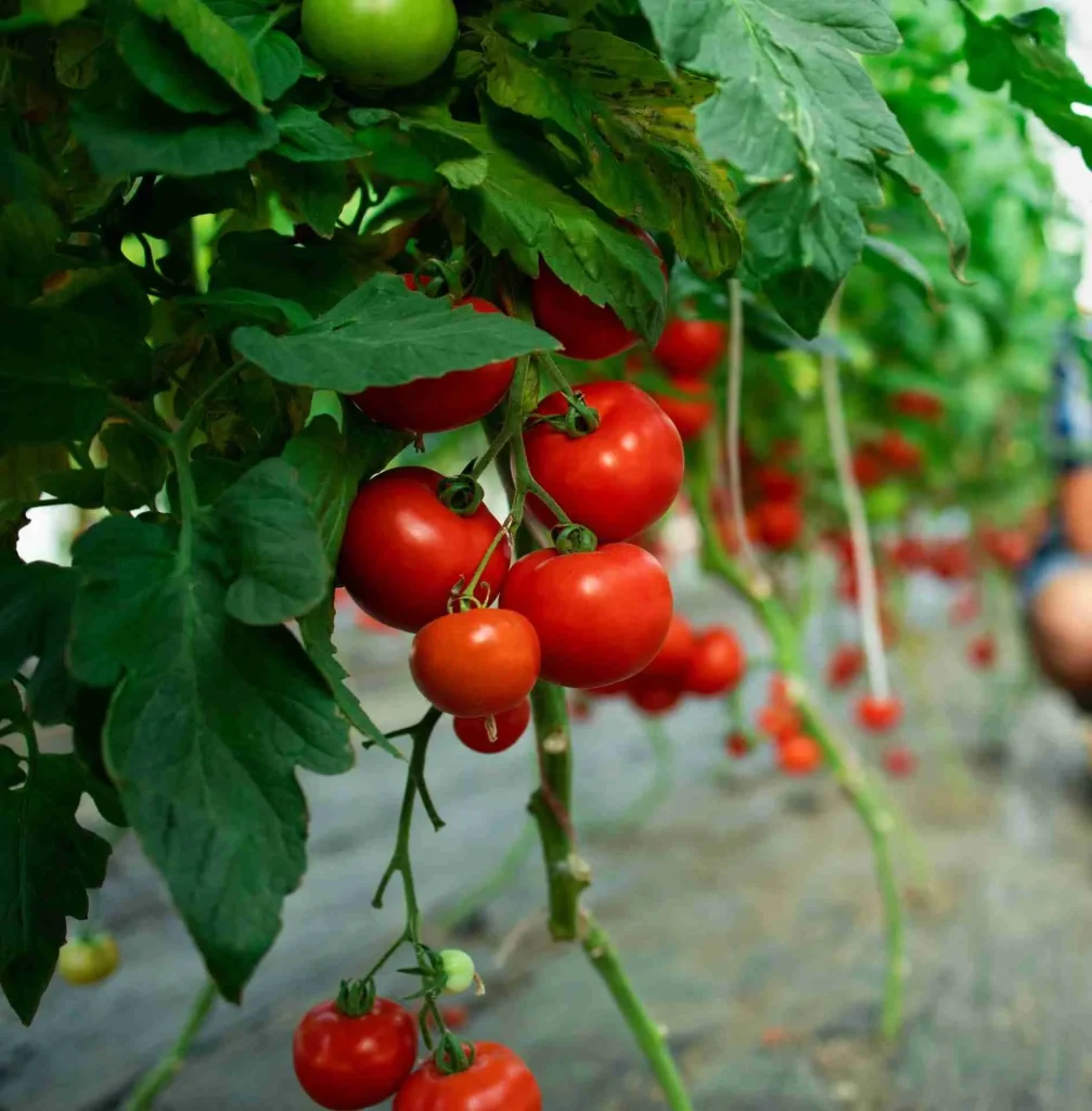 Come coltivare i pomodori: consigli e suggerimenti Come coltivare i pomodori