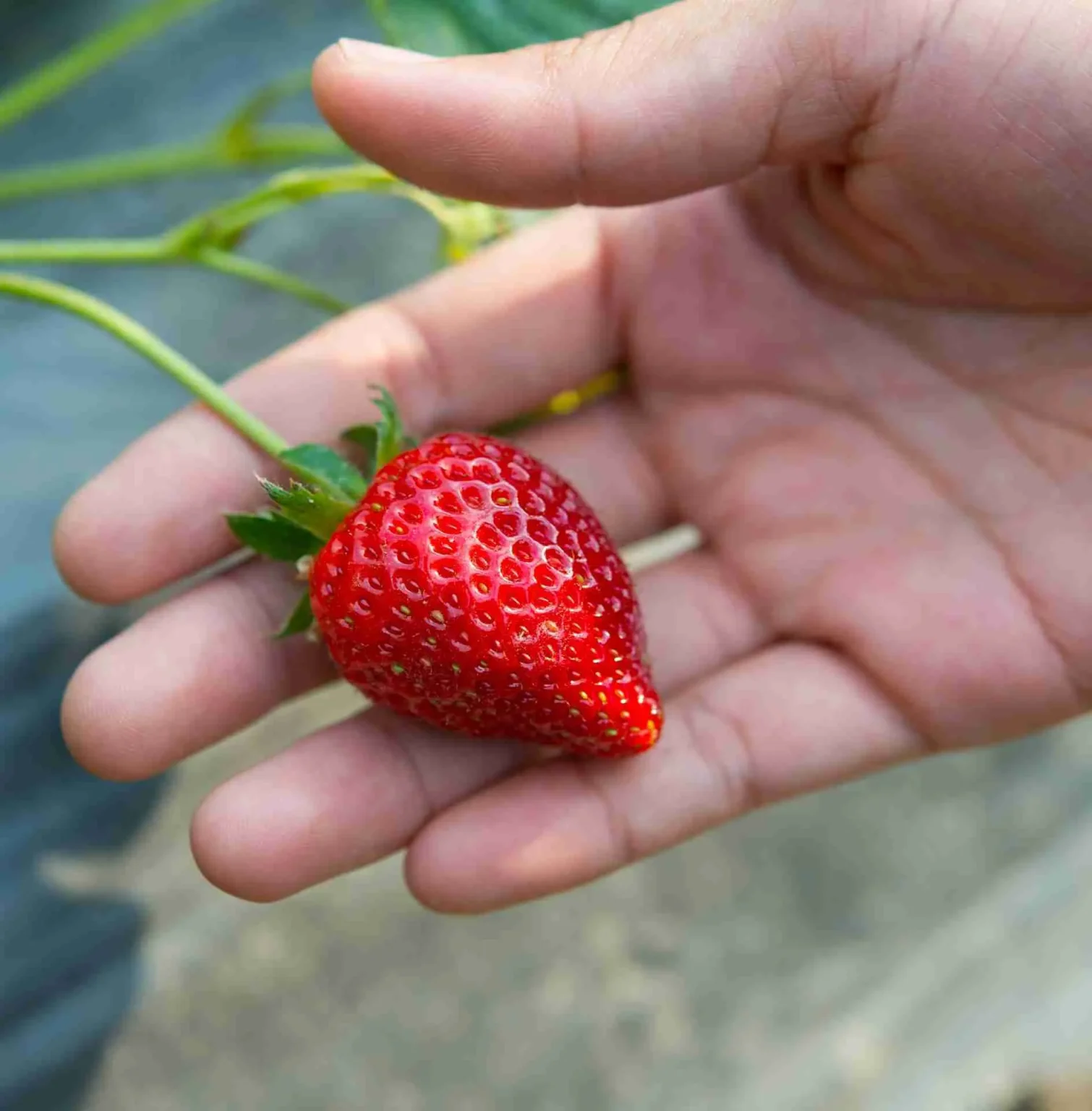 Come coltivare le fragole Come coltivare le fragole