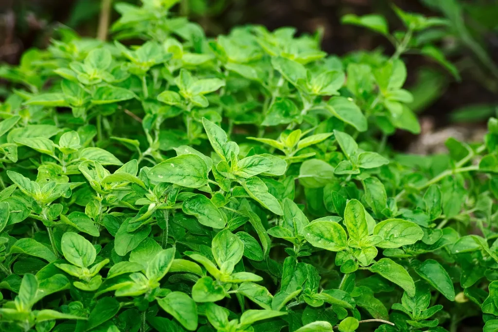 Come conservare l’origano Come conservare l’origano