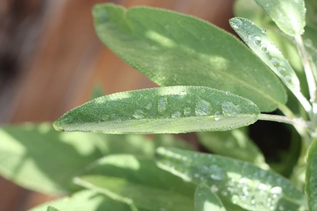 Come essiccare la Salvia Come essiccare la Salvia