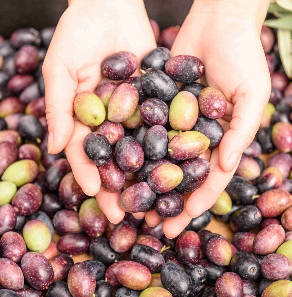 Come si fa a togliere l’amaro alle olive Come si fa a togliere l’amaro alle olive