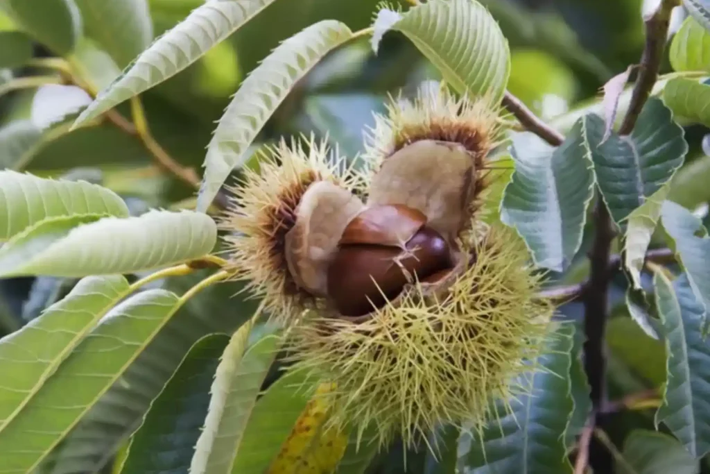 Quando si raccolgono le castagne Quando si raccolgono le castagne
