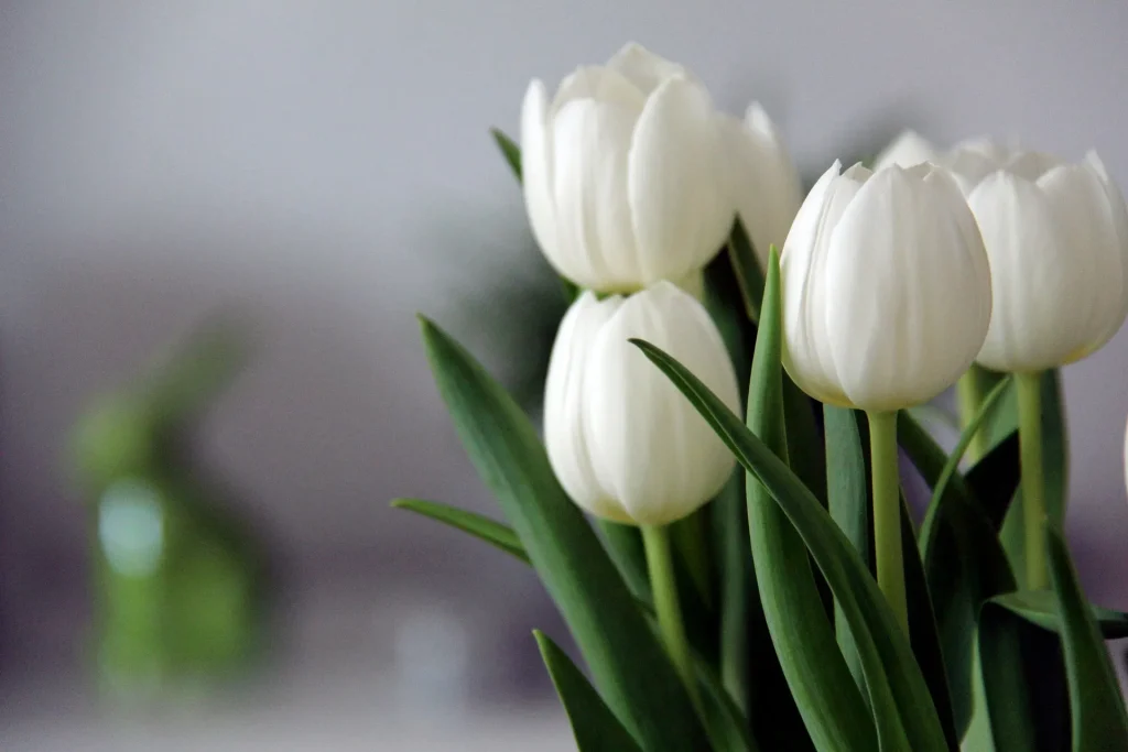 Come conservare i tulipani Come conservare i tulipani