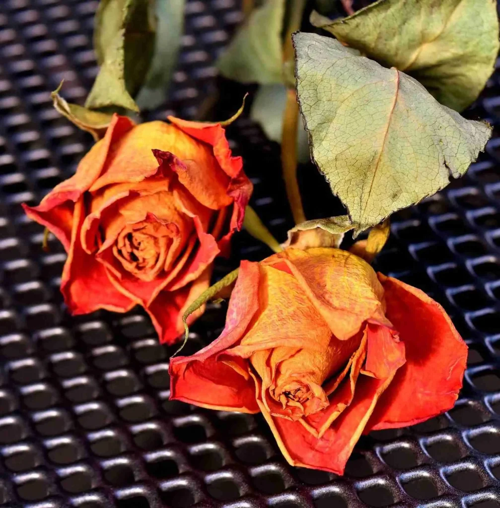 Come conservare una rosa Come conservare una rosa