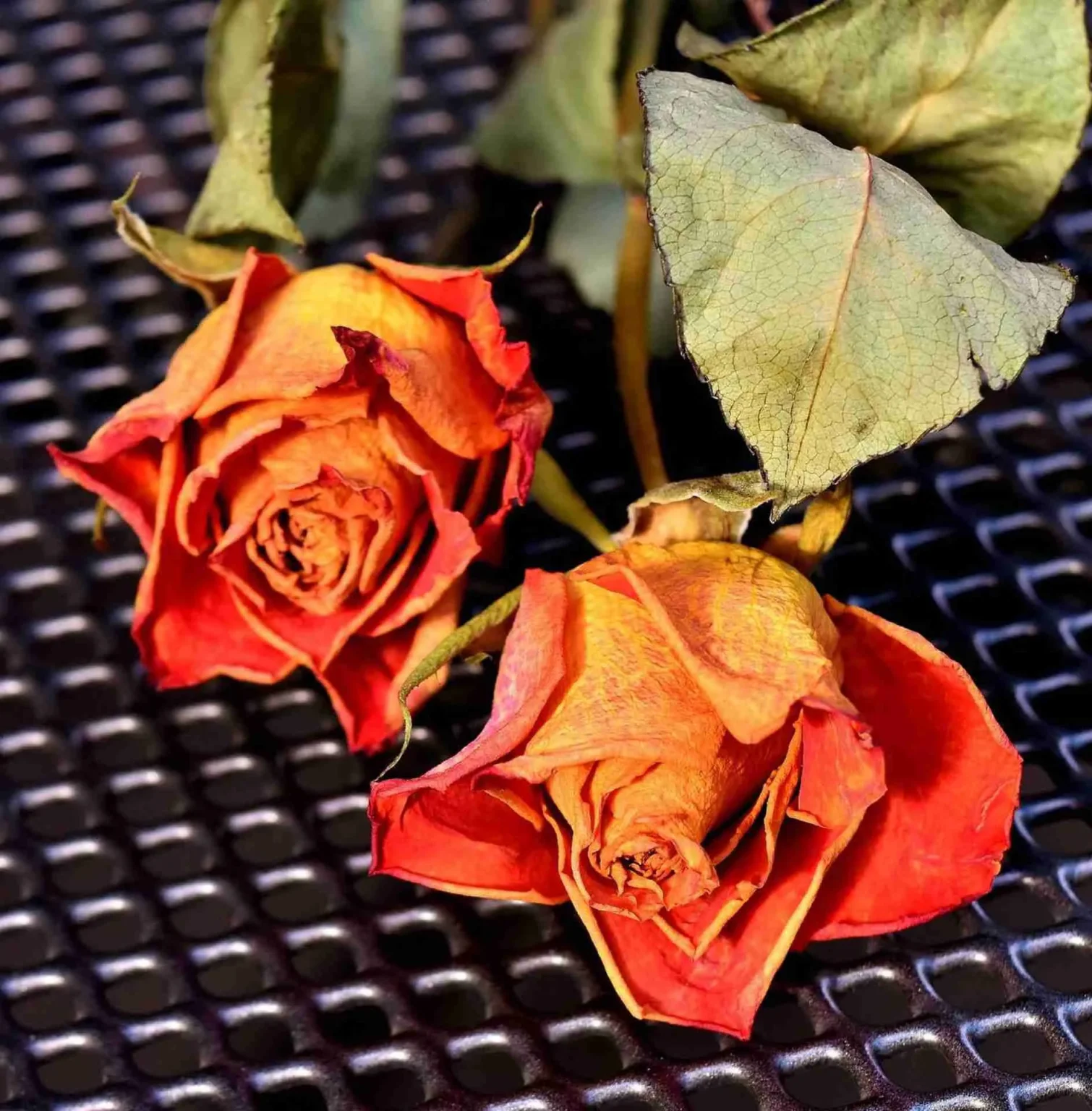 Come conservare una rosa Come conservare una rosa