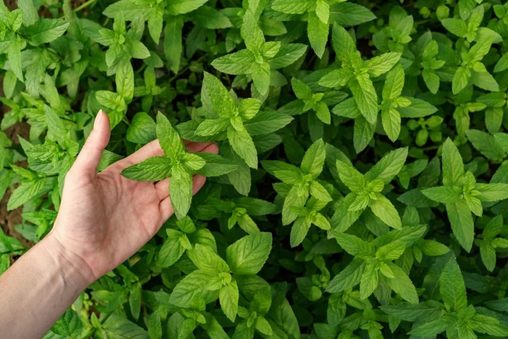 Come essiccare la menta Come essiccare la menta