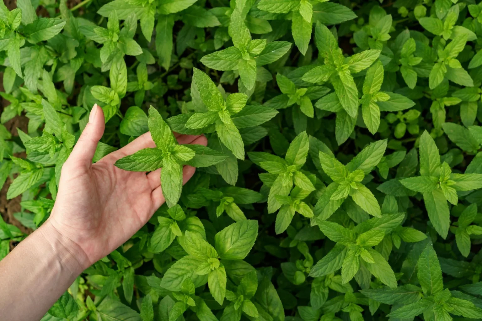 Come essiccare la menta Come essiccare la menta