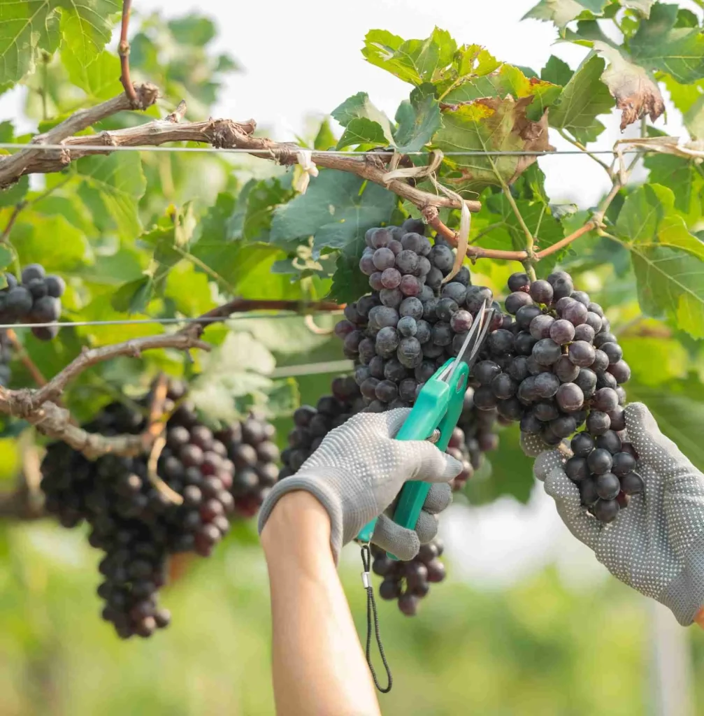 Come si produce il vino Come si produce il vino