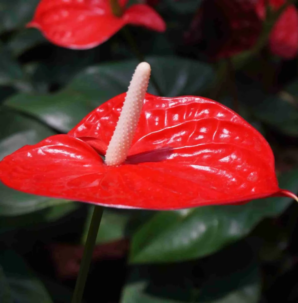 Come coltivare l’Anthurium Come coltivare l’Anthurium
