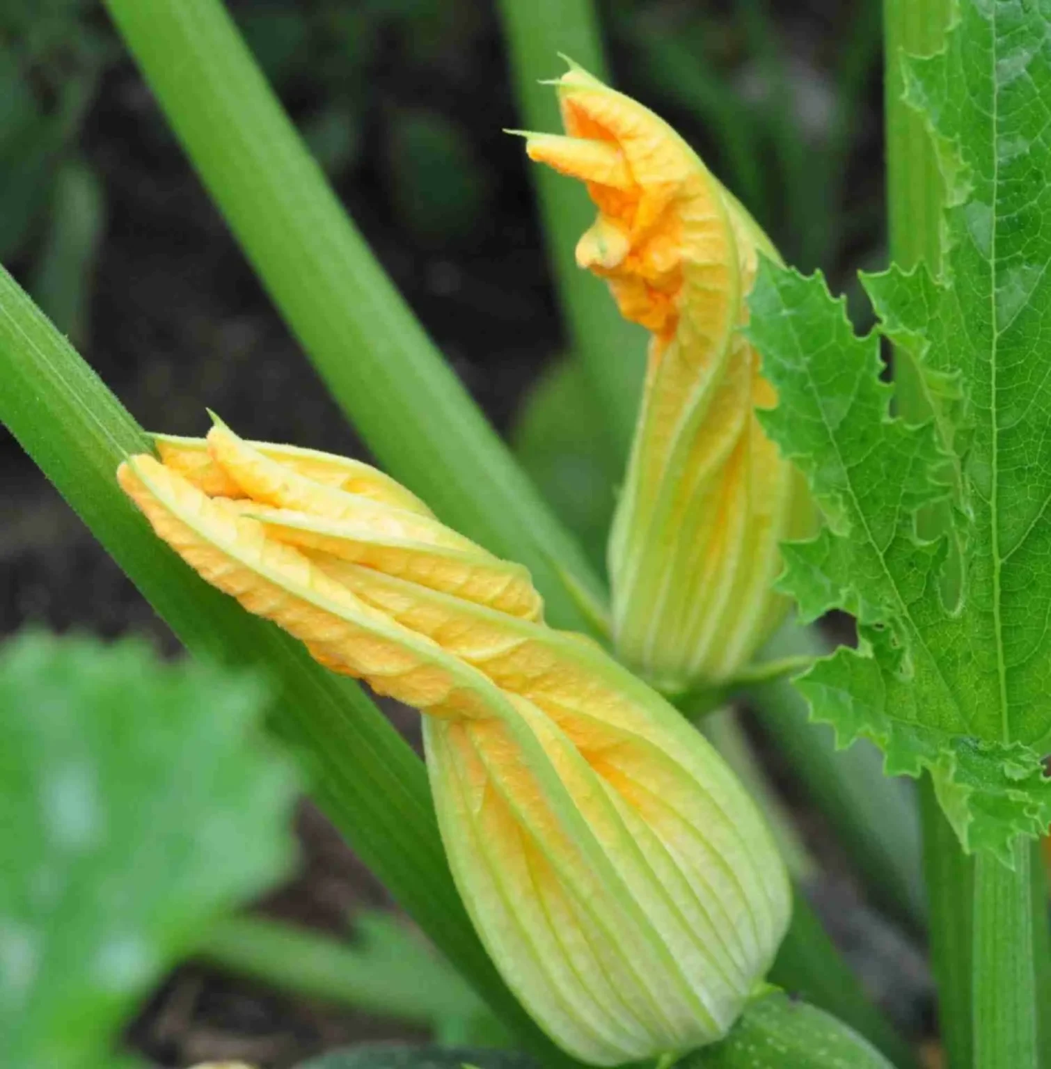 Come eliminare i pidocchi dalle zucchine Come eliminare i pidocchi dalle zucchine