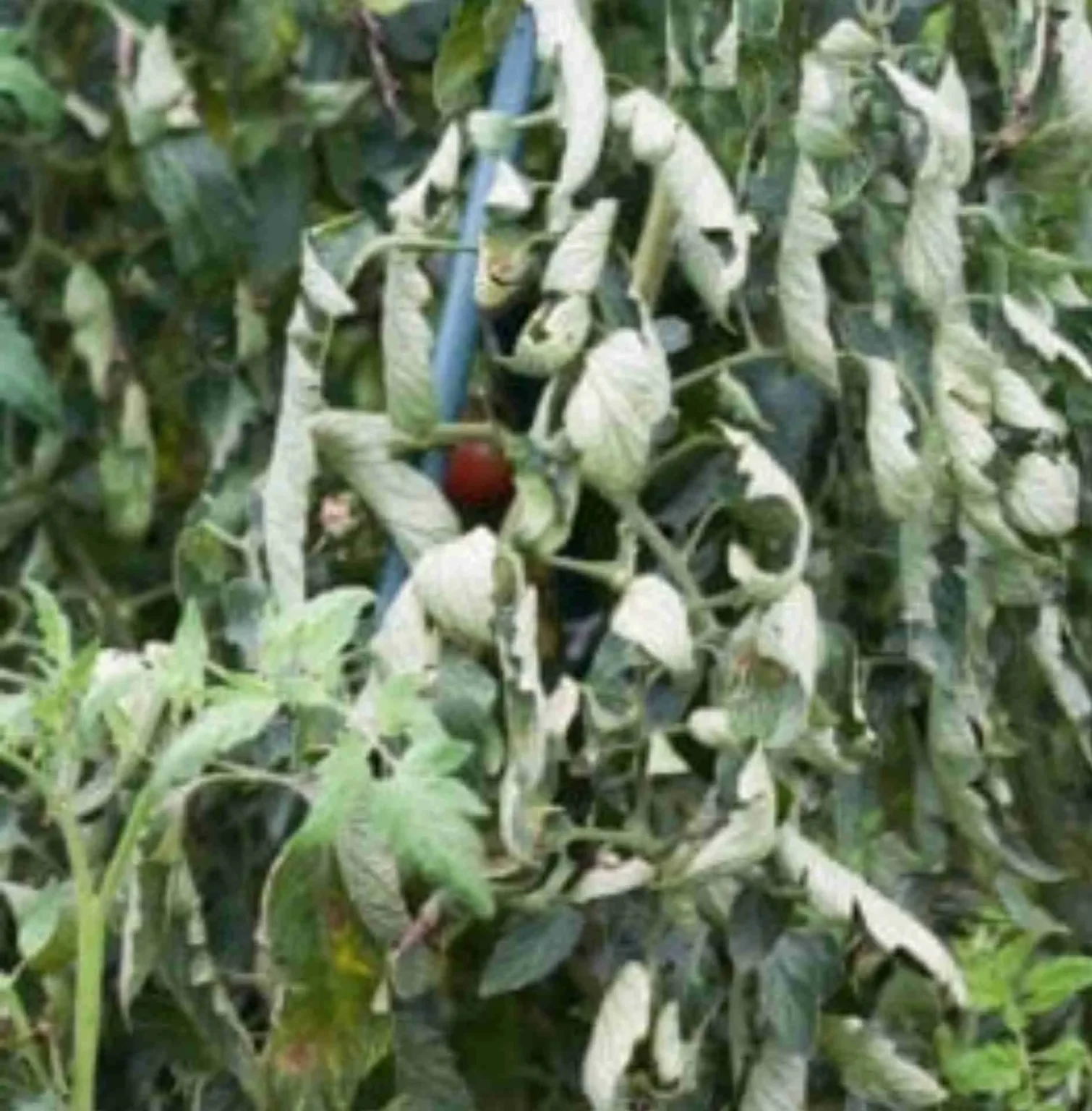 Foglie di pomodoro arricciate Foglie di pomodoro arricciate