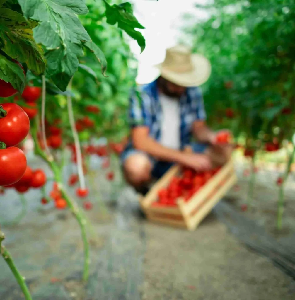I migliori pomodori da coltivare I migliori pomodori da coltivare