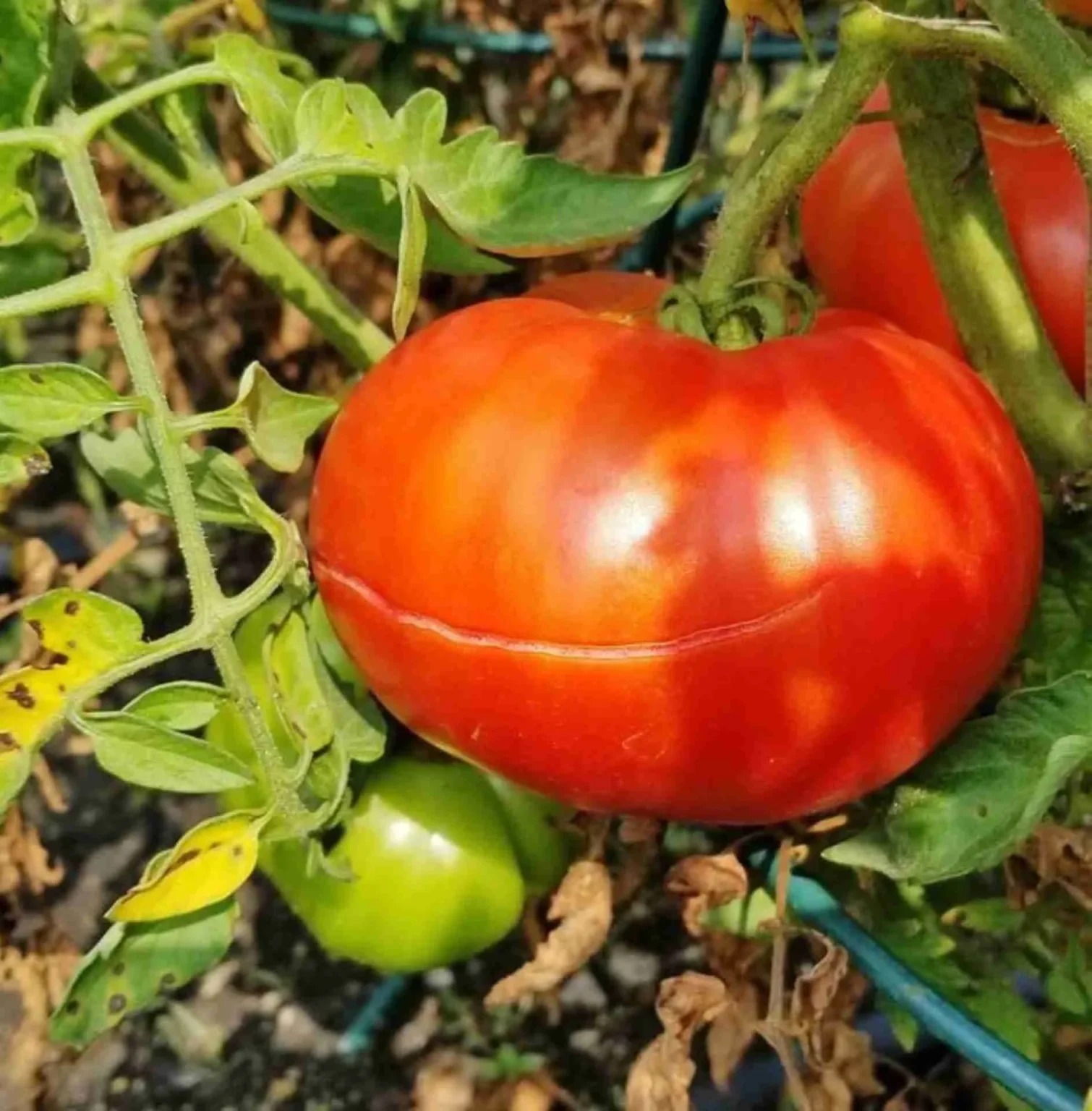 Perché la buccia dei pomodori fa la spaccatura? Perché la buccia dei pomodori fa la spaccatura?