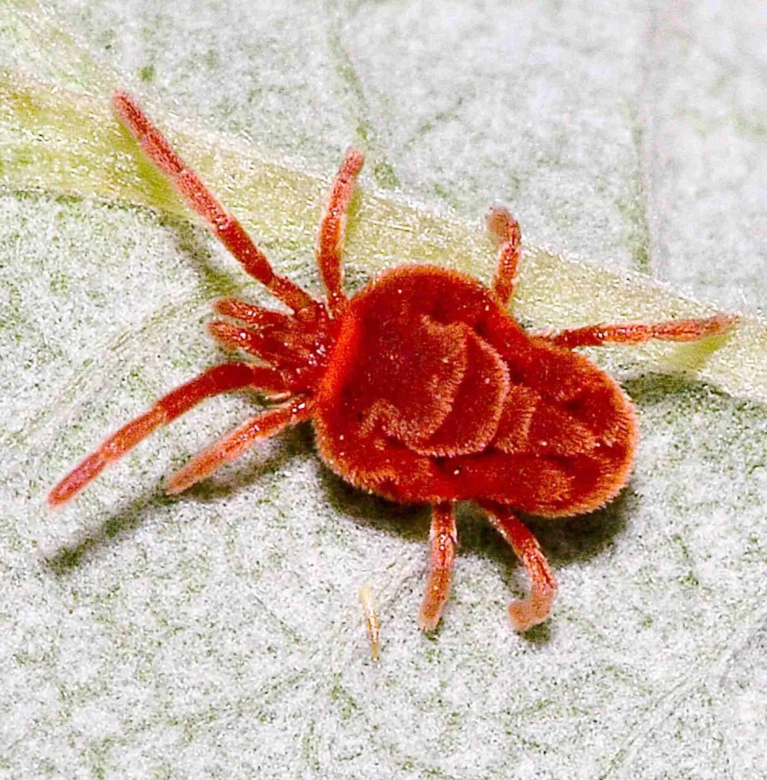 Ragnetto rosso rimedi naturali Ragnetto rosso rimedi naturali