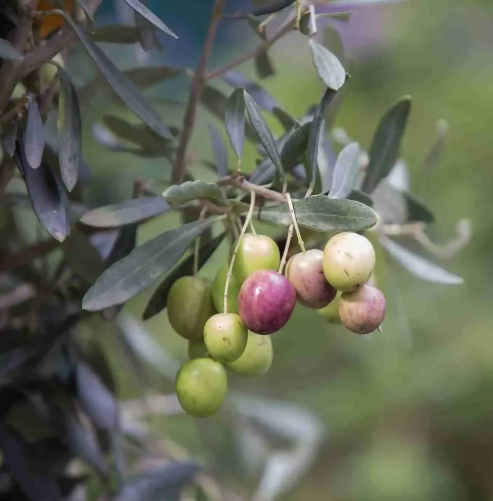 Come coltivare l’olivo Come coltivare l’olivo