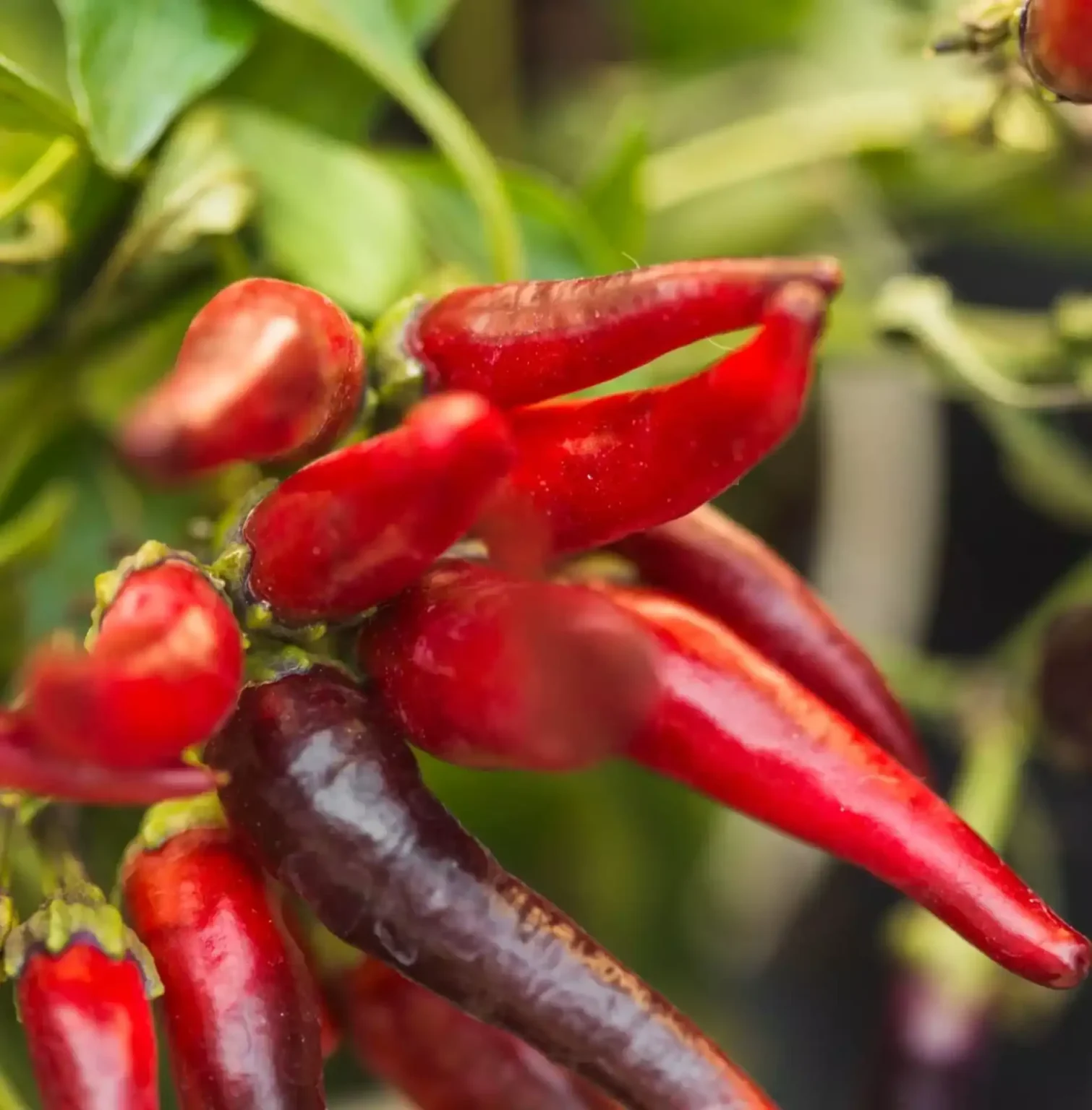 Come coltivare il peperoncino Come coltivare il peperoncino