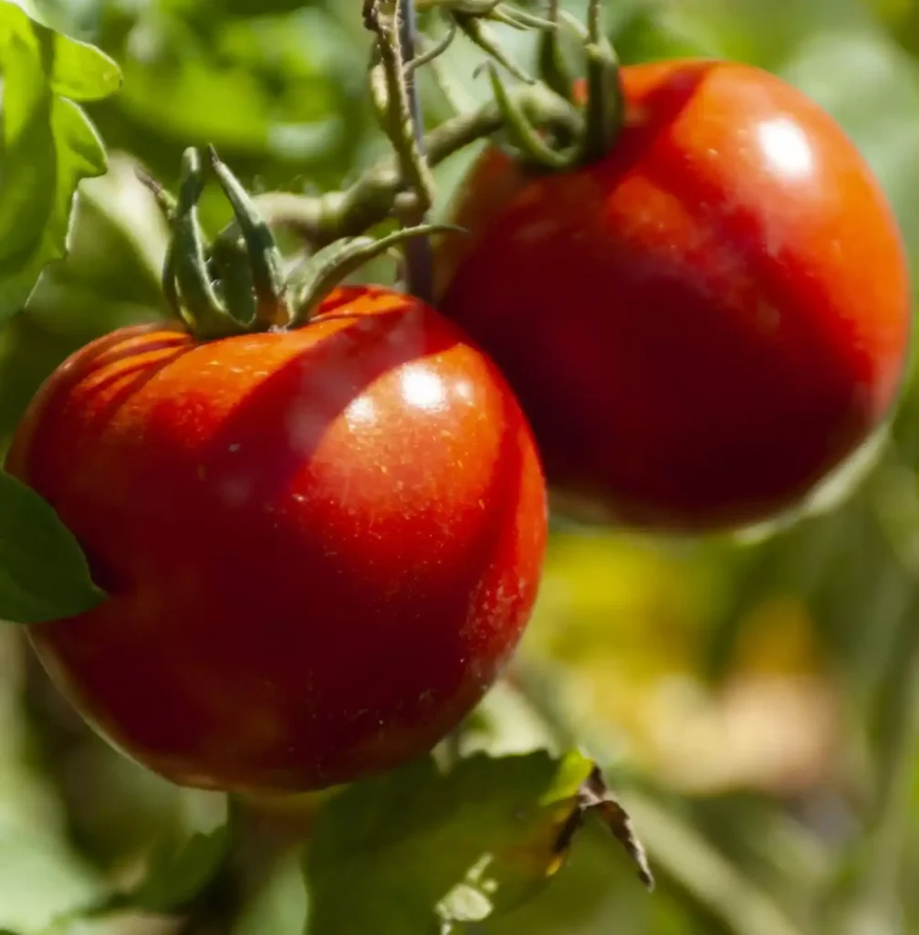Innesto pomodori Innesto pomodori