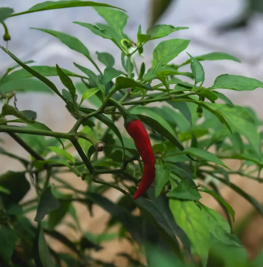 Quando si pianta il peperoncino Quando si pianta il peperoncino
