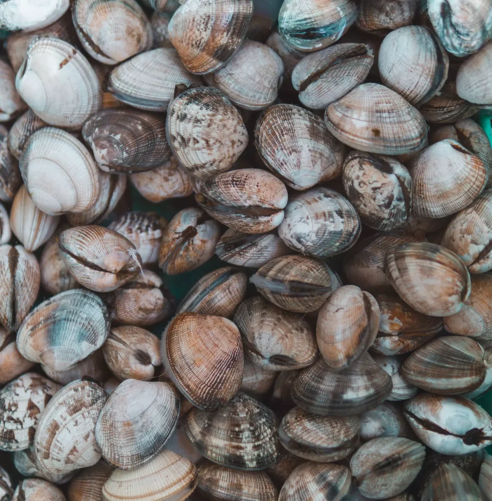 Come congelare le vongole Come congelare le vongole
