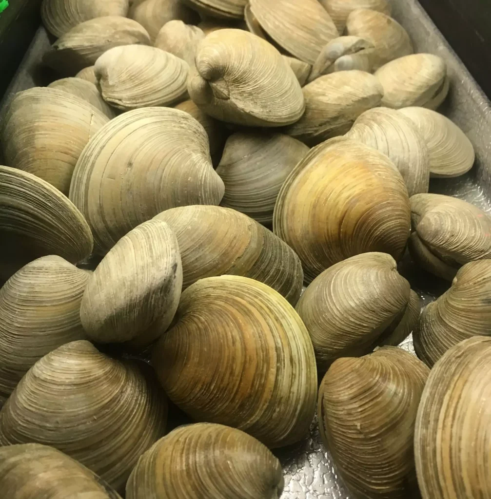 Come conservare le vongole Come conservare le vongole