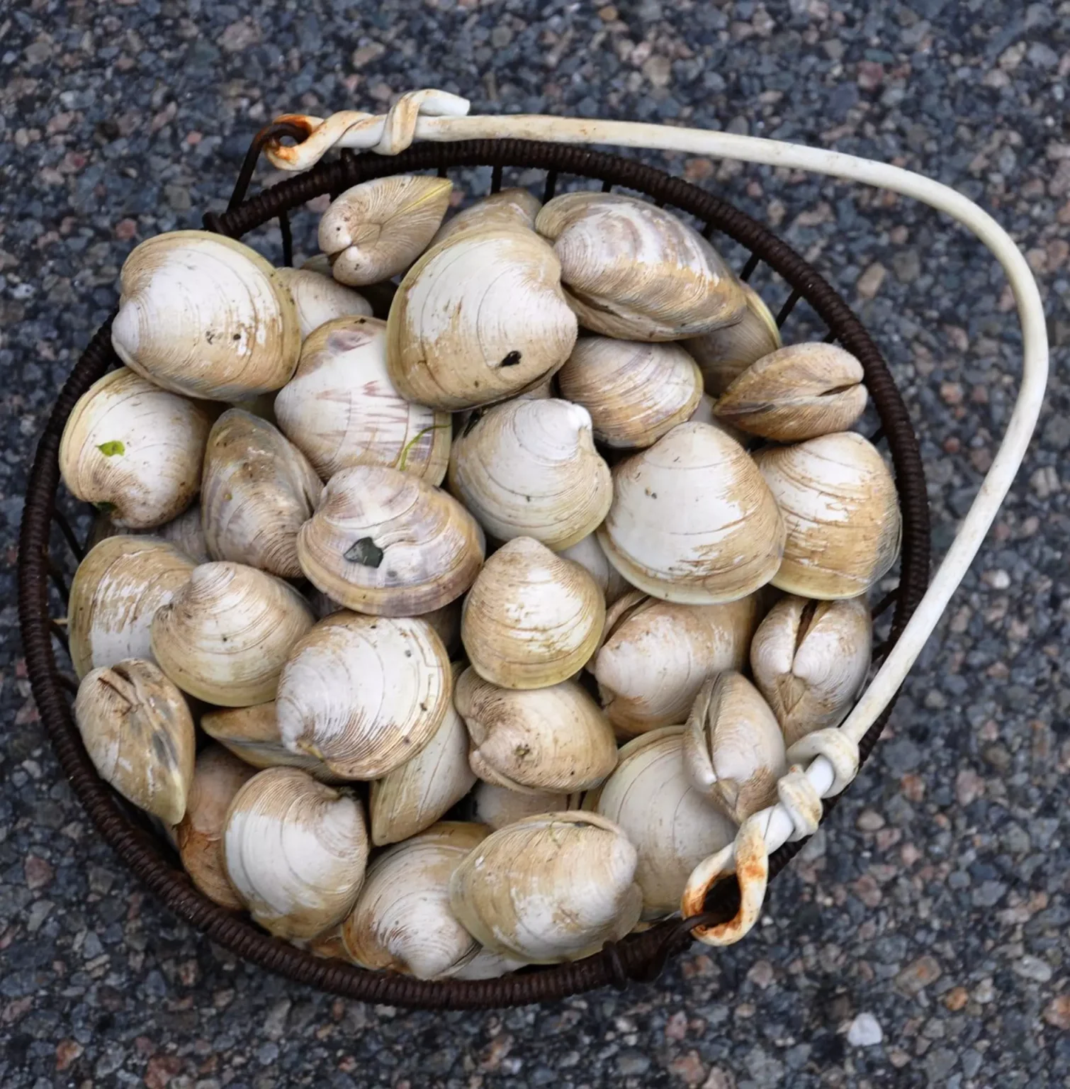 Come spurgare le vongole Come spurgare le vongole