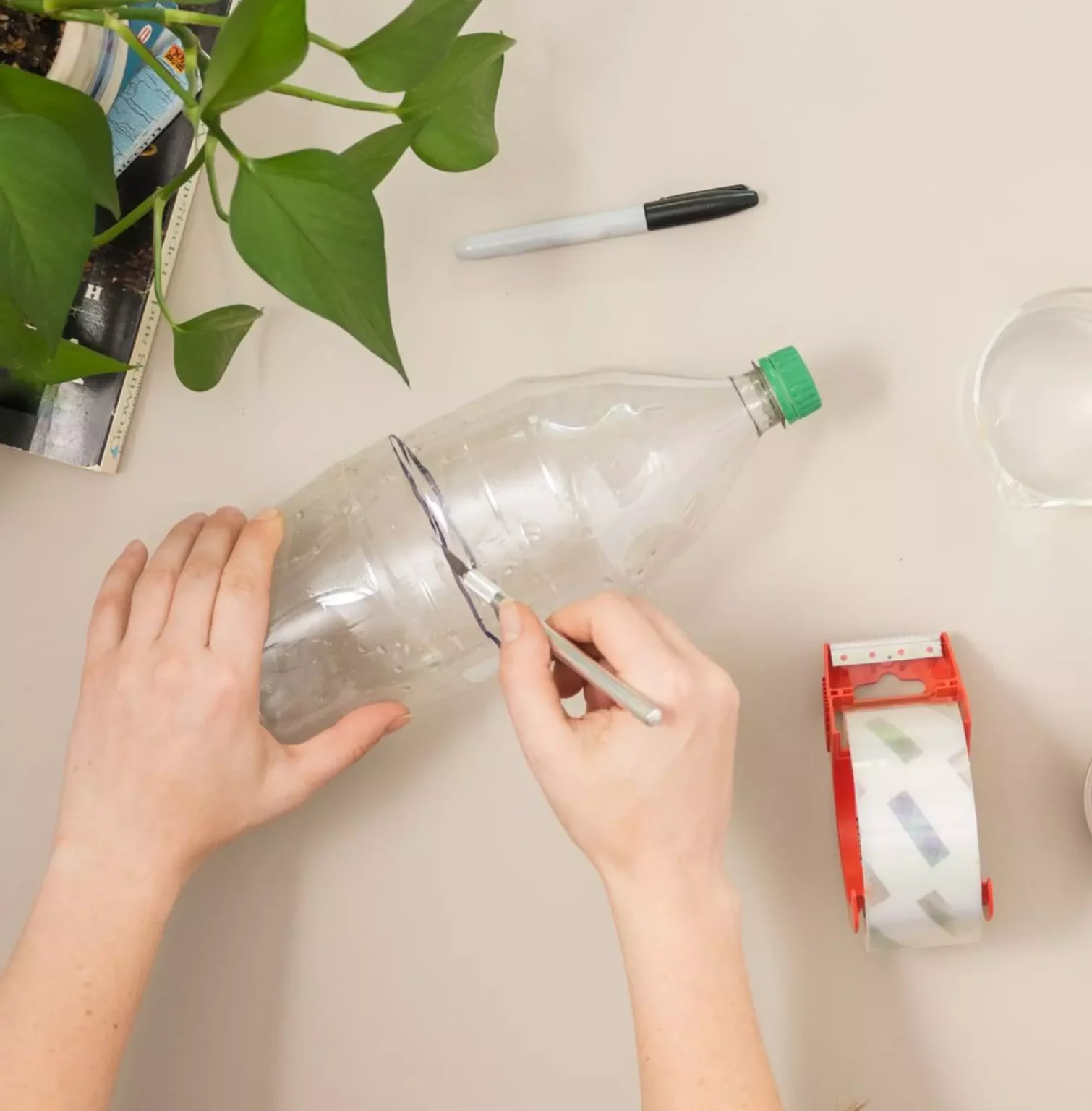 Trappola per zanzare fai da te: 3 soluzioni efficaci ed ecologiche per combattere le zanzare Trappola per zanzare fai da te