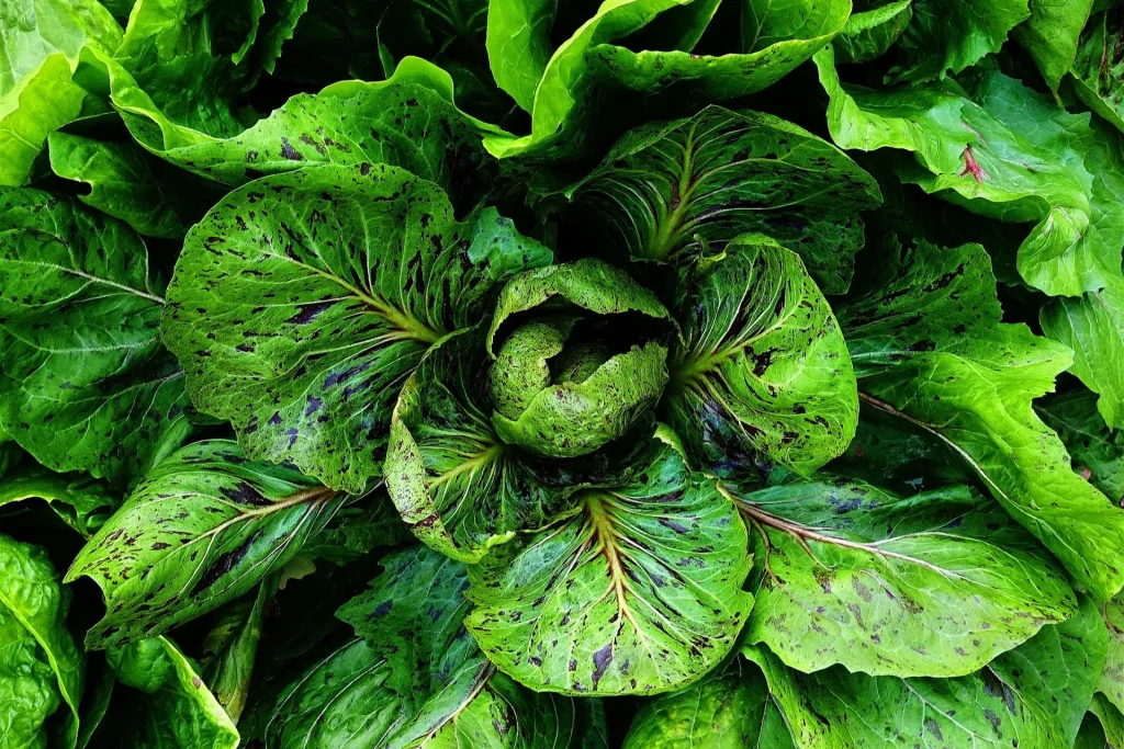 Cicoria: Proprietà, valori nutrizionali e controindicazioni cicoria