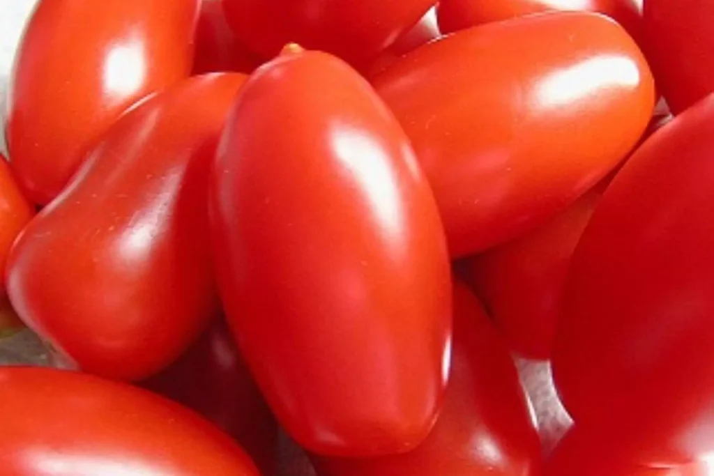 Pomodori Perini: dalla coltivazione a idee in cucina e conservazione Pomodori Perini