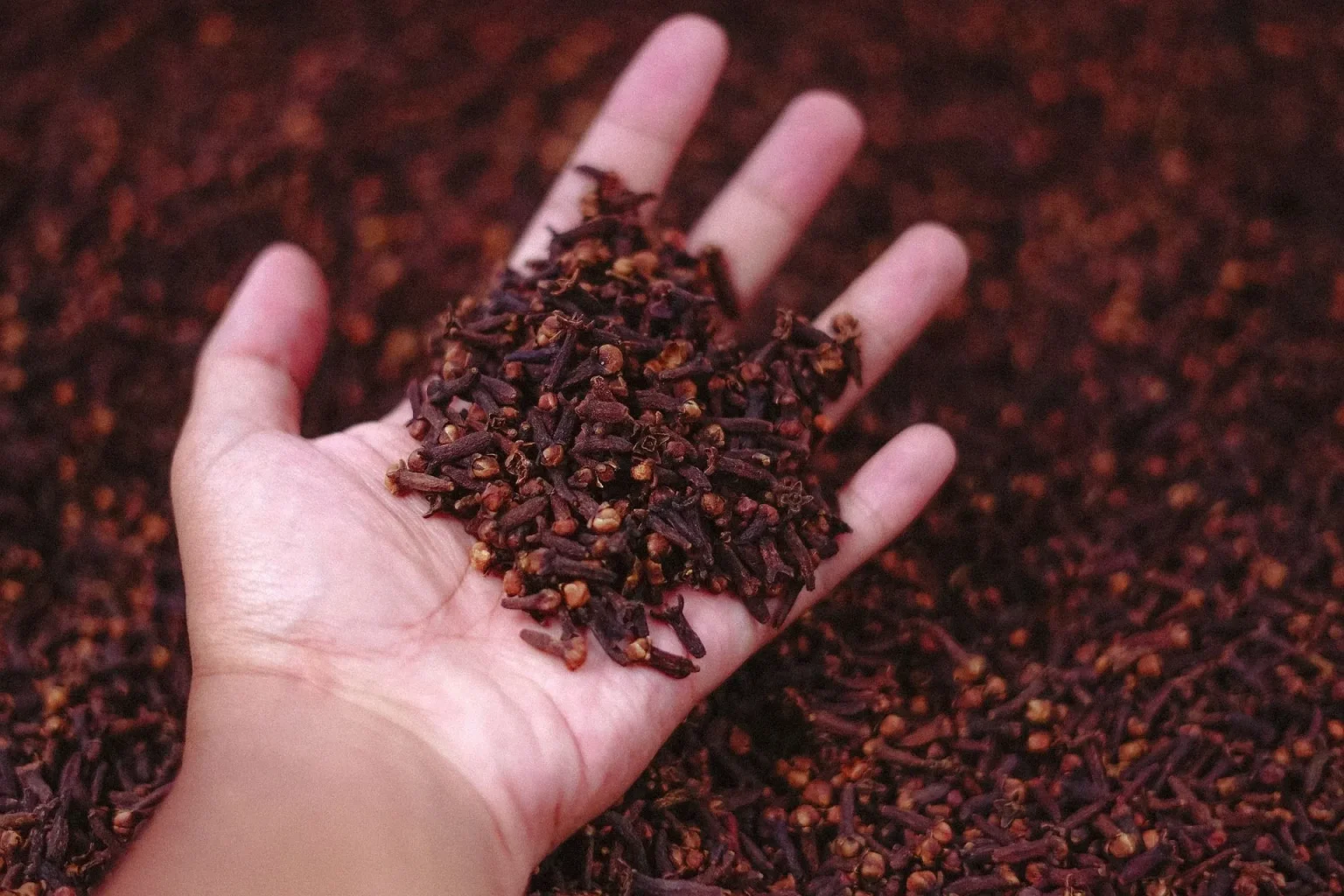 Benefici Chiodi di Garofano: Usi e precauzioni nella masticazione quotidiana Benefici chiodi di garofano