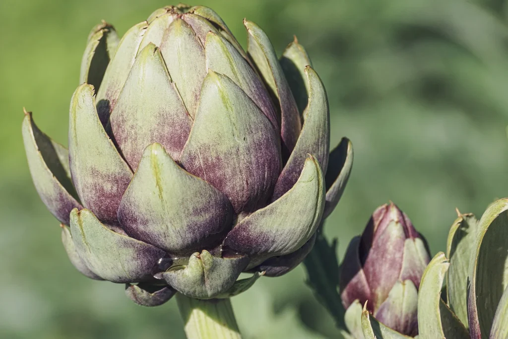 Decotto di Carciofo: Preparazione, benefici e precauzioni per la Salute Decotto di Carciofo