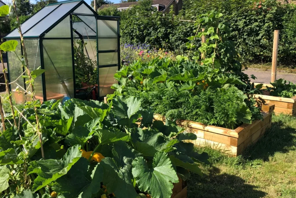 Emilys-veg-garden