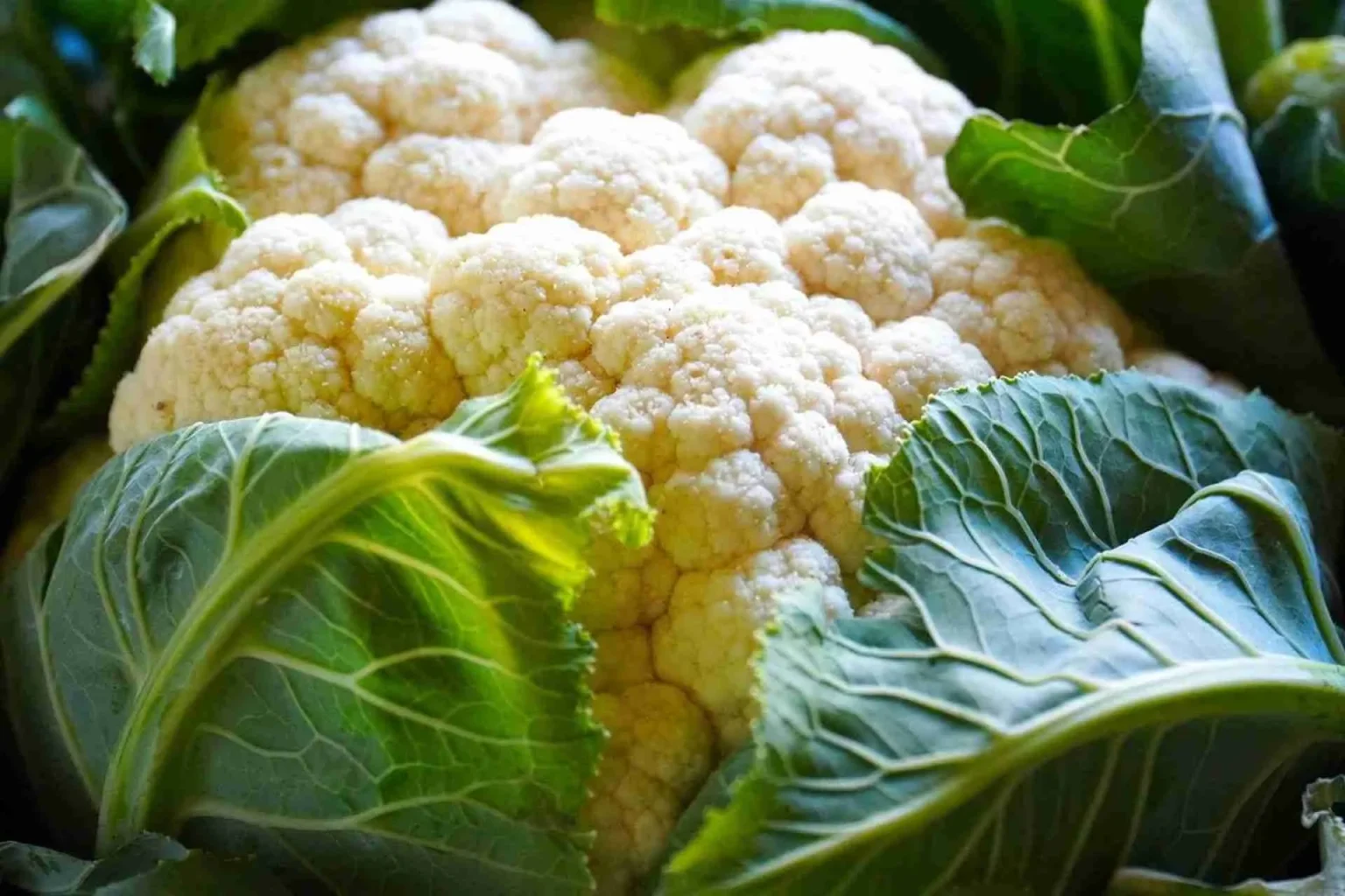 Come coltivare il cavolfiore: Dalla semina al trapianto Come coltivare il cavolfiore