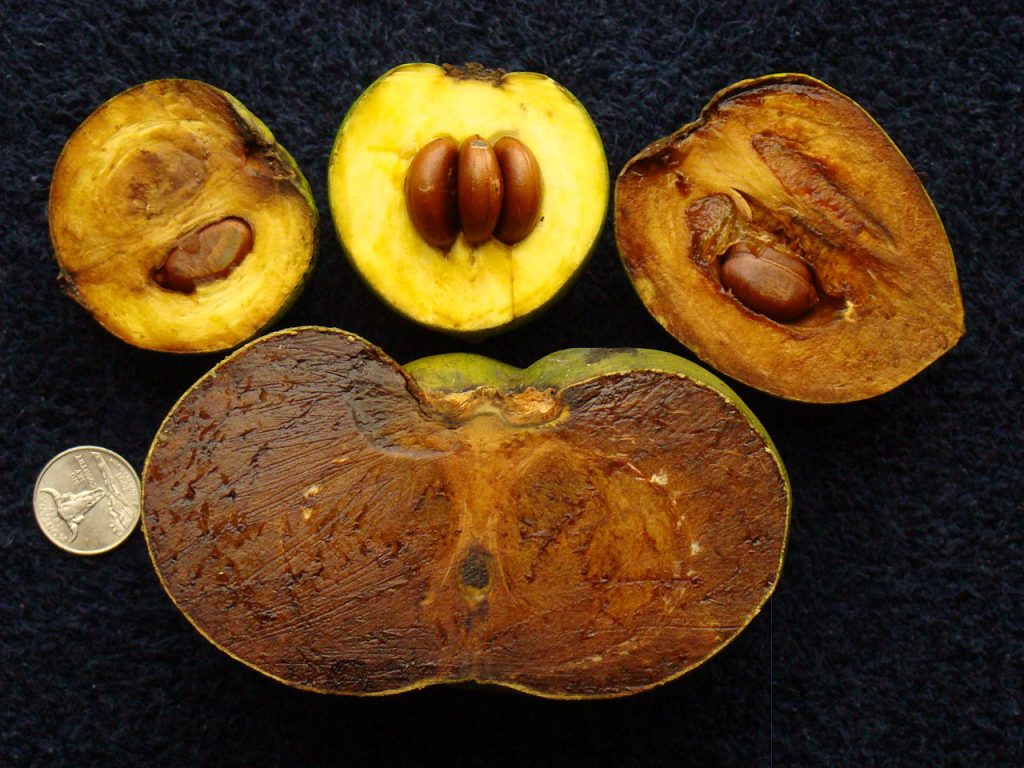 Il Black Sapote aperto e pronto ad essere usato