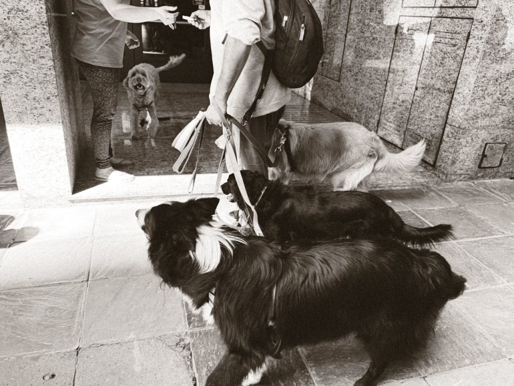 Dei cani con un dog sitter