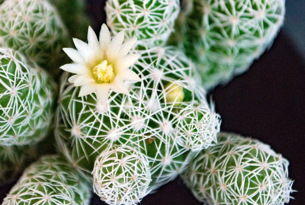 Cactus fiorito
