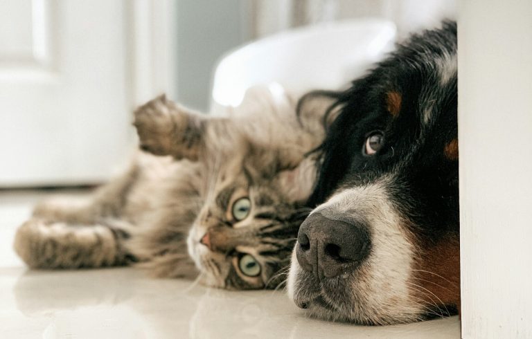 Il tuo cane ha quegli occhioni tristi dopo la sgridata? La verità ti sorprenderà Cane e gatto sdraiati sul pavimento insieme