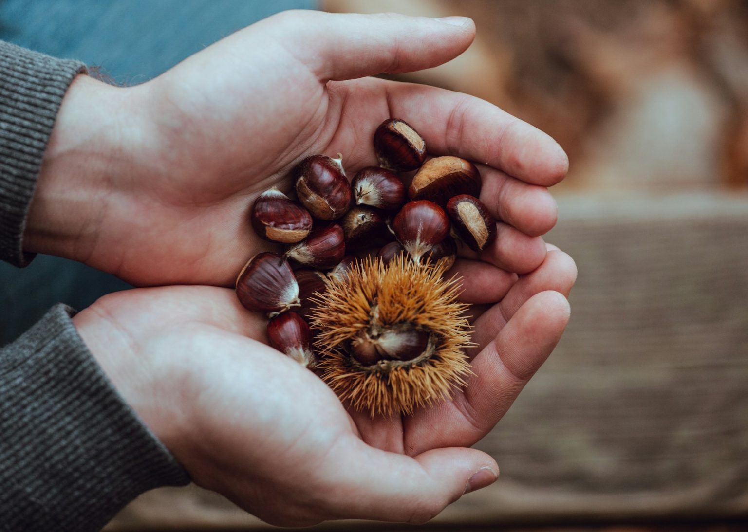 Non buttate le bucce delle castagne: il segreto delle nonne per capelli luminosi gratis Castagne all'interno di un palmo di mano