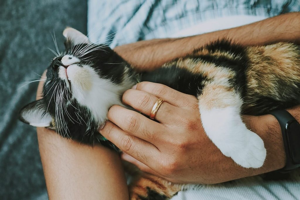 Coccolare il gatto