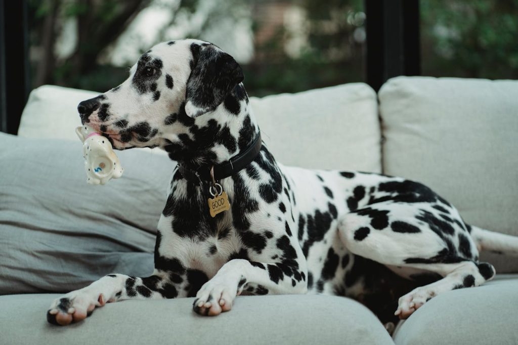 Dalmata sul divano con un giochino in bocca