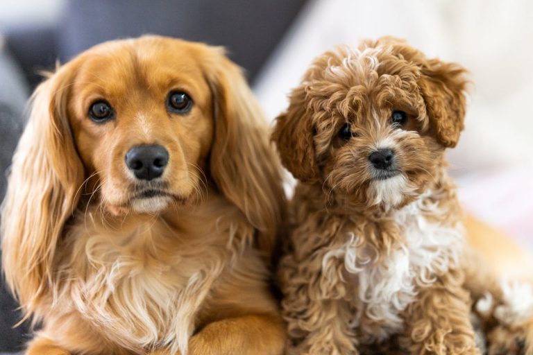 Cosa fa il tuo cane quando non ci sei? Le 3 tecnologie per scoprirlo (da 0 a 250 euro) Due cani di piccola taglia marroni