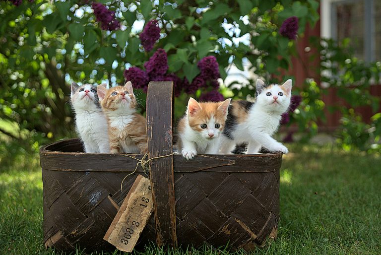 Farmaco salva-gatti disponibile : come curare il coronavirus felino letale Un cesto di gattini