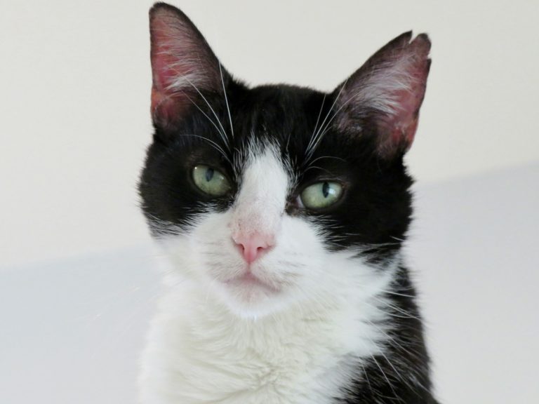 Mette in vendita il suo gatto a 30 euro su Vinted: “Non vedo cosa ci sia di sbagliato” Gatto bianco e nero