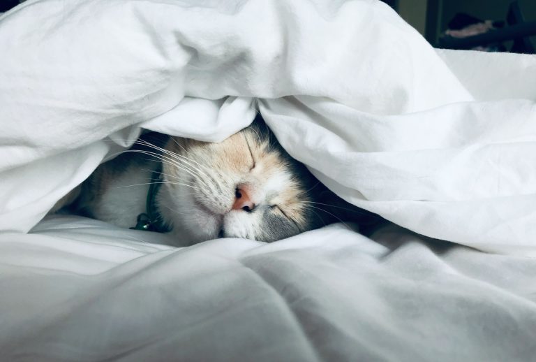 15 minuti al giorno che cambiano tutto: come salvare il tuo gatto dalla noia silenziosa Gatto che dorme
