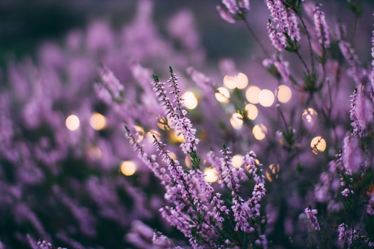 Metti la lavanda sul comodino: già dalla prima notte dormi meglio (lo dice la scienza) La lavanda
