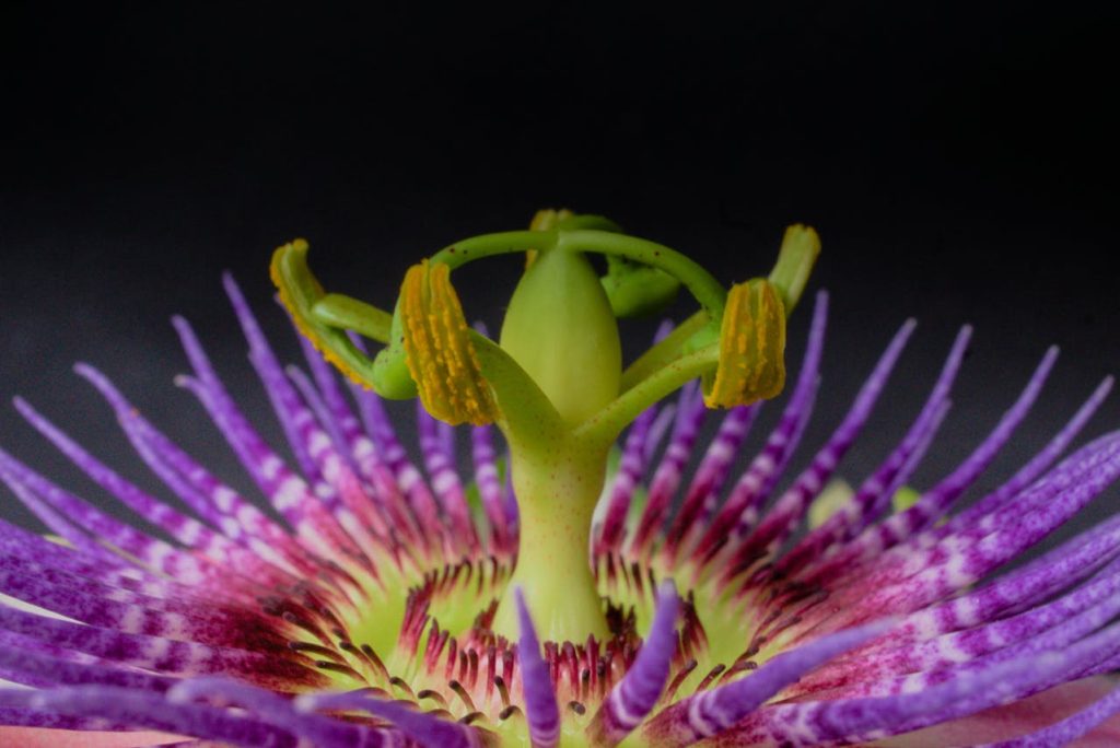Passiflora incarnata contro l’ansia: ecco perché devi conoscere proprio questa varietà La passiglora